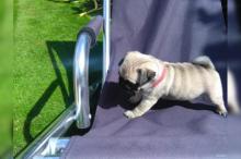 Puppies for sale pug - Turkmenistan, Turkmenabad