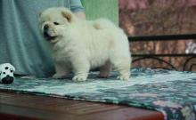 Puppies for sale chow chow - Greece, Patra. Price 250 €