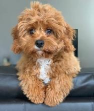 Puppies for sale , cavapoo - Netherlands, Harlem