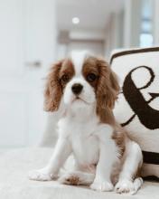 Puppies for sale , cavalier king charles - Tajikistan, Kulyab