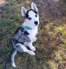 Puppies for sale other breed - Uzbekistan, Andijan