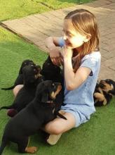 Puppies for sale rottweiler - Sweden, Norcheping