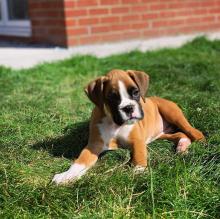 Puppies for sale boxer - Italy, Milan