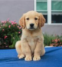 Puppies for sale , golden retriever puppies - Uzbekistan, Samarkand