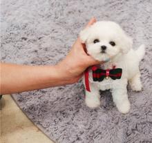 Puppies for sale , bichon frise - United Kingdom, Southport