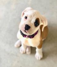 Puppies for sale boxer - Azerbaijan, Ganja