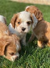 Puppies for sale cocker spaniel - Portugal, Mirandela