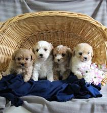 Puppies for sale , havapoo - Czech Republic, Luhacovice