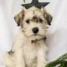 Puppies for sale , miniature schnauzer - Estonia, Sillamyae