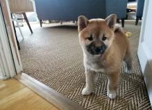 Puppies for sale , shiba inu - United Kingdom, Dover