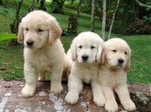 Puppies for sale , golden retriever  - Canada, Alberta, Calgary