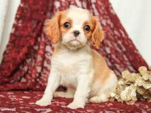 Puppies for sale king charles spaniel - Slovakia, Banska Bystrica