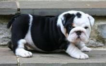 Puppies for sale , english bulldog - Canada, Alberta, Calgary