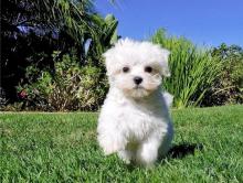 Puppies for sale , maltese - Denmark, Aalborg