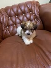 Puppies for sale shih tzu - Canada, Alberta