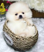 Puppies for sale , pomeranain - Turkmenistan, Dashoguz