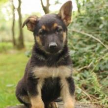 Puppies for sale german shepherd dog - Uzbekistan, Samarkand