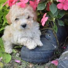 Puppies for sale maltese, maltipoo - Estonia, Kohtla-Jarve