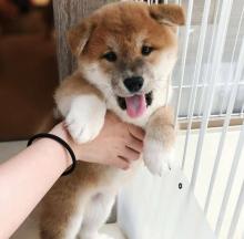 Puppies for sale , shiba inu - United Kingdom, Dundee