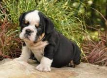 Puppies for sale , english bulldog - Sweden, Sundsvall