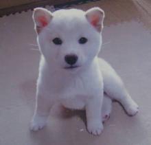 Puppies for sale , shiba inu - United Kingdom, Edinburgh