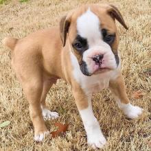 Puppies for sale , boxer - Ukraine, Donetsk