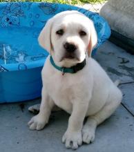 Puppies for sale labrador retriever - Ireland, Londonderry