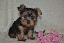 Puppies for sale yorkshire terrier - Luxembourg, Luxembourg