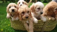 Puppies for sale , cockapoo - Luxembourg, Luxembourg