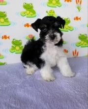 Puppies for sale other breed, miniature schnauzers - United Kingdom, London. Price 10 €