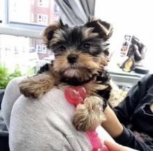 Puppies for sale yorkshire terrier - United Kingdom, Dundee