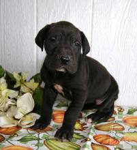 Puppies for sale , great dane - Canada, Ontario