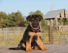 Puppies for sale , german shepherd - Luxembourg, Luxembourg