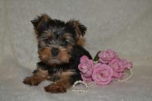 Puppies for sale yorkshire terrier - Cyprus, Paphos