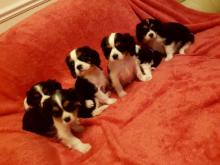 Puppies for sale king charles spaniel - United Kingdom, Cardiff