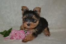 Puppies for sale yorkshire terrier - Malta, Valletta