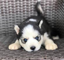 Puppies for sale , siberian husky - Georgia, Burn