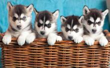 Puppies for sale , siberian husky puppies - Netherlands, Enschede