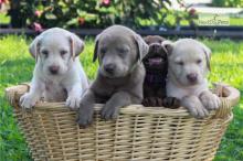 Puppies for sale labrador - Malta, Valletta