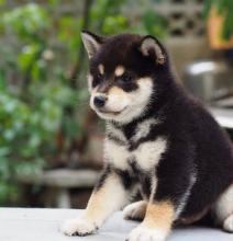 Puppies for sale , shiba inu - Ireland, Dublin