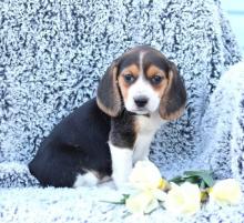 Puppies for sale beagle - Denmark, Aalborg