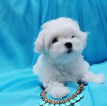 Puppies for sale maltese - USA, Maryland