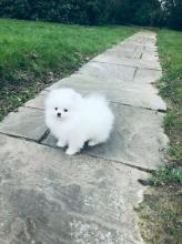 Puppies for sale pomeranian spitz - United Kingdom, London. Price 10 €