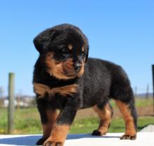 Puppies for sale rottweiler - Portugal, Gondomar