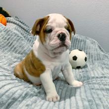 Puppies for sale english bulldog - Bulgaria, Rousse