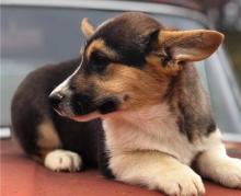 Puppies for sale , welsh corgi pembroke - Italy, Syracuse