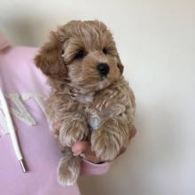 Puppies for sale other breed, maltipoo puppies - France, Limoges