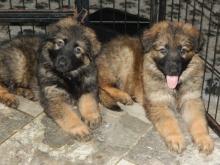 Puppies for sale german shepherd dog - United Kingdom, Coventry. Price 11 €