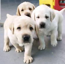 Puppies for sale , labrador - Russia, Barnaul