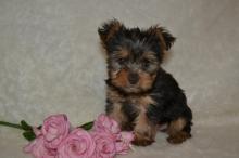 Puppies for sale yorkshire terrier - Sweden, Leksand